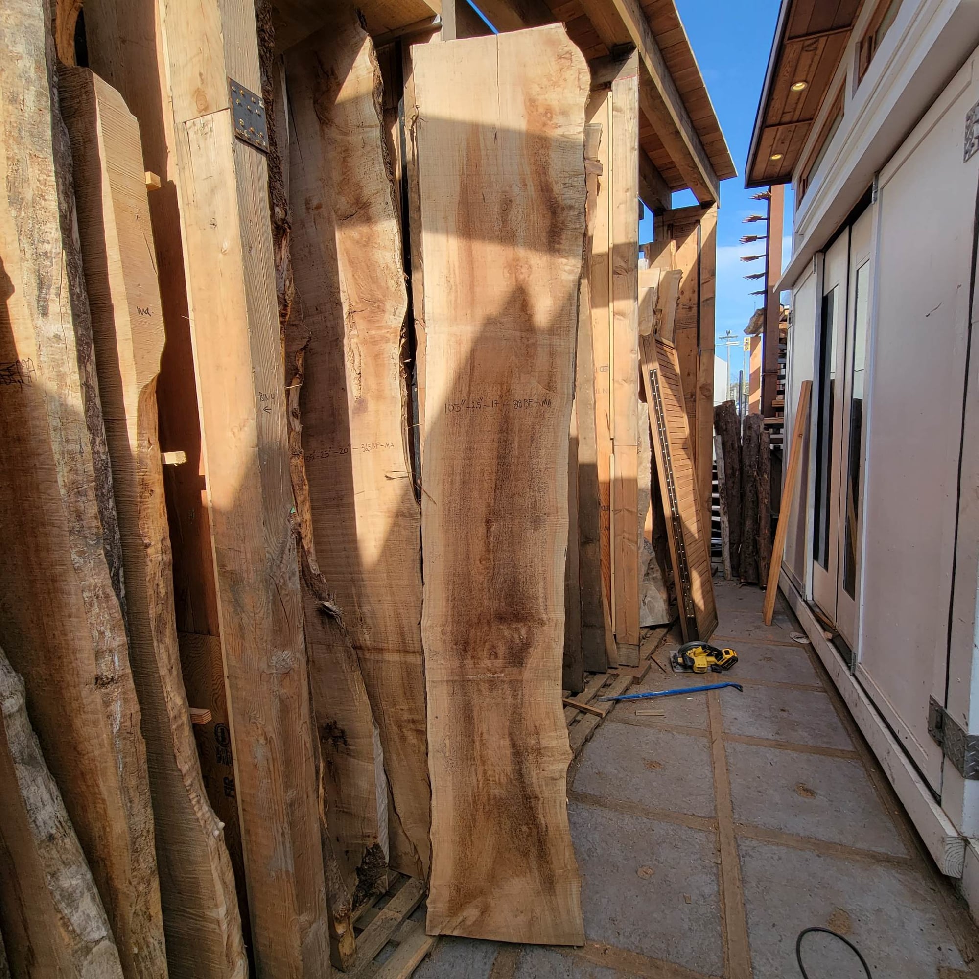 Big Leaf Maple